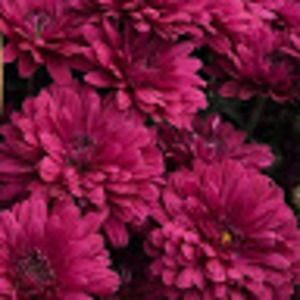 Meet your Posher, Darlyn